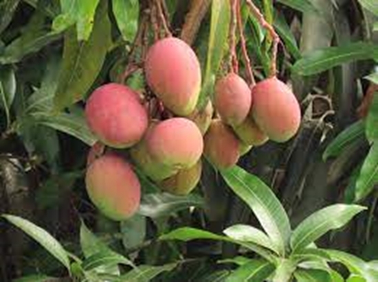 Mango {faces}